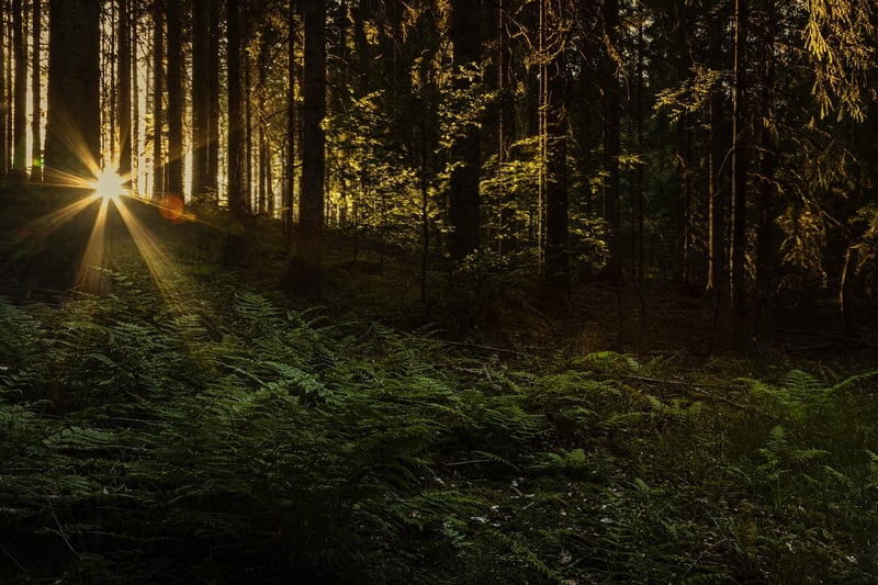 Mystical foliage
