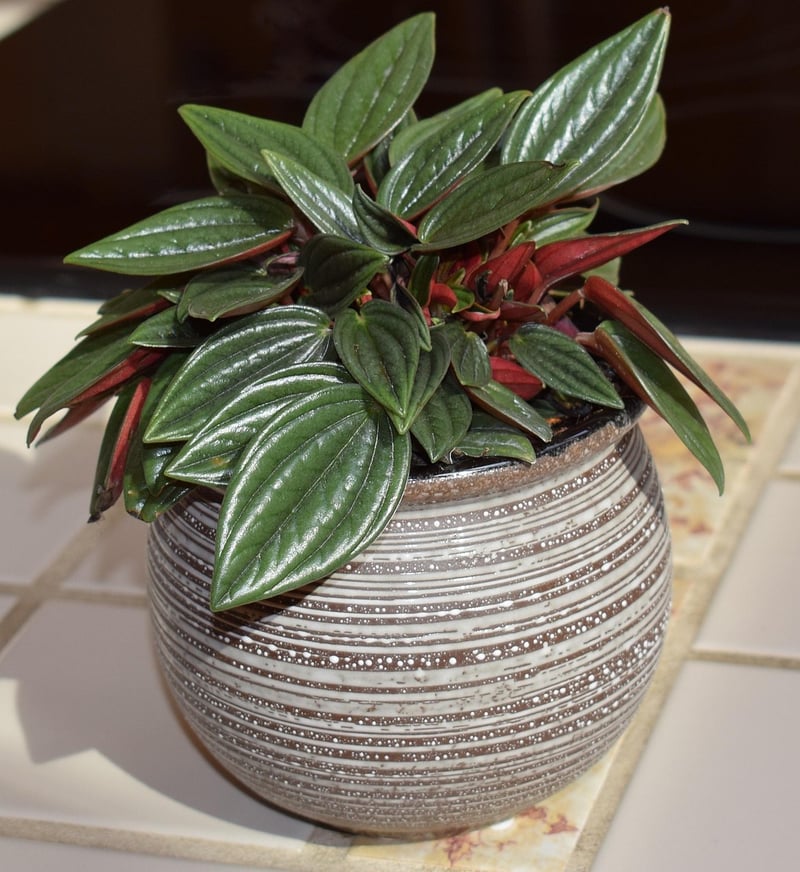 Trailing Jade