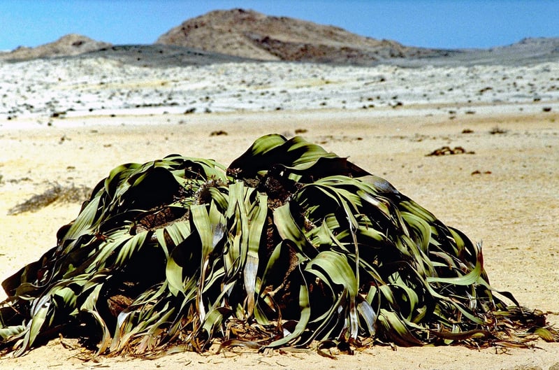 Welwitschia Mirabilis